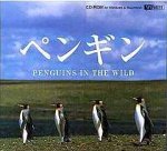 ペンギン PENGUINS IN THE WILD