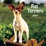 Rat Terriers 2009 Wall Calendar