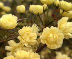 Yellow Banksia Vine Five Gallon