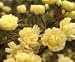 Yellow Banksia Vine Five Gallon
