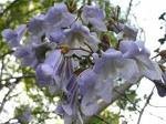*WORLDS FASTEST GROWING TREE* PRINCESS TREE *15 seeds #1068