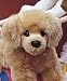golden retriever - Golden Retriever