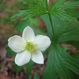 Anemone canadensis (Canada Anemone) - Bulk Wildflower Seeds