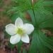 Anemone canadensis (Canada Anemone) - Bulk Wildflower Seeds