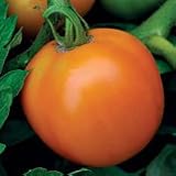 Organic Orange Queen Slicing Tomato Plant - ORDER NOW ! - B001LXXT76