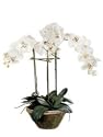 23 Inch Silk Phalaenopsis Flower Arrangement in Designer Pot