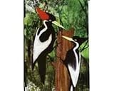 Ivory Billed Woodpecker