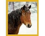 Horse Head In The Snow Fridge Magnet