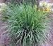 100 LEMONGRASS East Indian Lemon Grass Cymbopogon Flexuosus Seeds