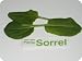 Micro Greens - Sorrel - 4 x 8 oz