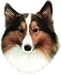   - Shetland Sheepdog Bumper Magnet2008