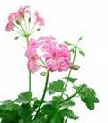 Geranium (China) 100ml - 100% Pure Essential Oil (Ellwoods of Dumfries are Members of the Aromatherapy Trade Council)