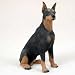 DOBERMAN PINSCHER Black Cropped Ears sits Resin Figurine DF25A
