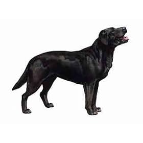 7.5cm x 5cm Acrylic Fridge Magnet-Labrador Blk
