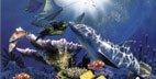 AIRBRUSHED LICENSE PLATES - SEATURTLE License Plate & DOLPHINS License Plate - #1800