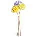 Pearlessence Flora' Reeds, Chrysanthemum