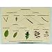 Dichotomous Leaf Key Display