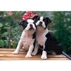 Boston Terrier 300pc Puzzle 2007