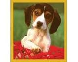 Beagle In Basket