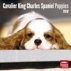 Cavalier King Charles Spaniel Puppies 2010 Wall Calendar