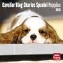 Cavalier King Charles Spaniel Puppies 2010 Wall Calendar 12" X 12"
