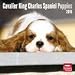 Cavalier King Charles Spaniel Puppies 2010 Wall Calendar 12" X 12"