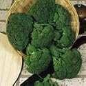 SUTTONS SEEDS: Broccoli F1 Green Magic Seeds (60 seeds)