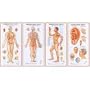 Helio Acupuncture Wall Chart Set