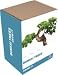 Kitchen & Housewares : Grow It: Bonsai Trees
