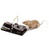 Snap-E Mouse Trap-6 Pack