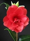 Review   / Camellia Konron Jura