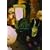 �`�F�R�A�j���V����I [DVD]