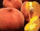 Eldorado Miniature Peach Tree Five Gallon