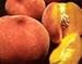 Eldorado Miniature Peach Tree Five Gallon
