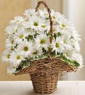 Same Day Flower Delivery Basket Full of Daisies for Sympathy