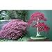 Ornatum Japanese Maple 5 Seeds - Acer - Bonsai