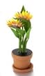 Dollhouse Miniature Bird of Paradise in Bloom!!!