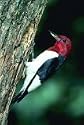 Common Birds of Atlanta