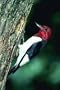 Common Birds of Atlanta