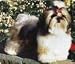 shih tzu - Shih Tzu Mouse Pad (FAMOUS)2008