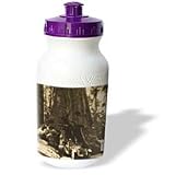 Scenes from the Past Magic Lantern Slides - Wawaon Tree at Maraposa Grove Yosemite National Park Sepia - Water Bottles