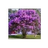 Nice Purple Crape Myrtle Tree/shrub 2 feet tall.