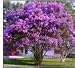 Nice Purple Crape Myrtle Tree/shrub! 2 feet tall.