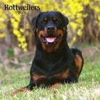 Rottweilers 2009 Wall Calendar