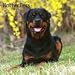 Rottweilers 2009 Wall Calendar