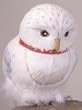 Hedwig the Owl From Harry Potter