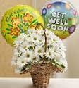 Same Day Flower Delivery Basket Full of Daisies with Get Well Balloons