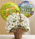 Same Day Flower Delivery Basket Full of Daisies with Get Well Balloons