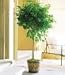 30 FICUS TREE (Bodhi Tree / Sacred Fig / Bo Tree / Pipal) Ficus Religiosa Seeds