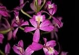 Epidendrum 'Yoko' Hybrid Orchid Starter Plant